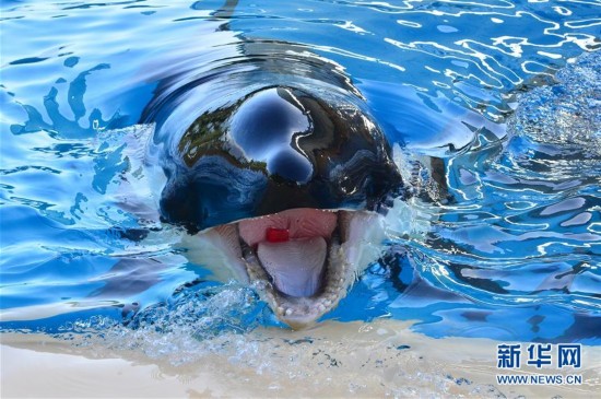 西班牙特内里费岛鹦鹉公园虎鲸表演(高清组图