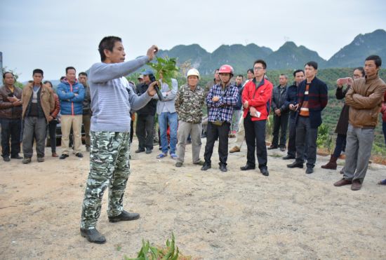 那坡镇百余果农参加芒果生产管理技术培训