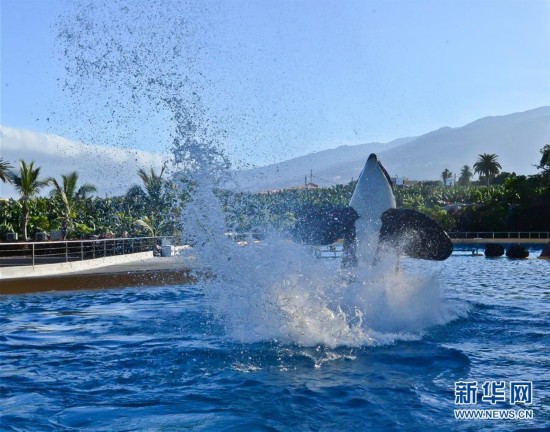 西班牙特内里费岛鹦鹉公园虎鲸表演(高清组图