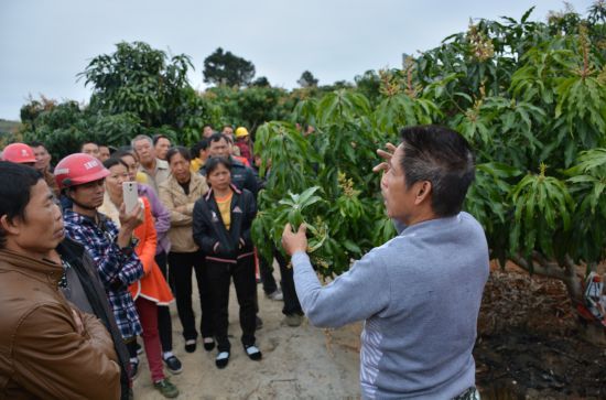 那坡镇百余果农参加芒果生产管理技术培训