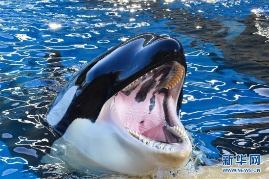 西班牙特内里费岛鹦鹉公园虎鲸表演(高清组图