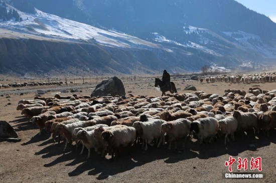 镜头记录新疆哈萨克族牧民初春转场