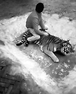 网友爆料某直播平台虐待老虎视频 当事人自称