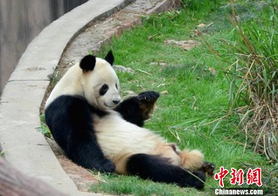 成都动物园25岁大熊猫科比因病去世