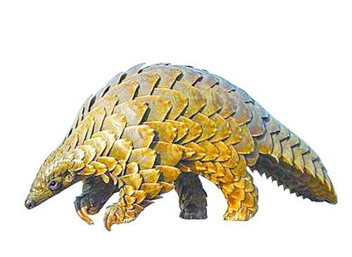 厦门已难觅野生穿山甲 上世纪在同安山区有出