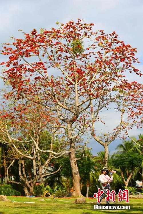 三亚木棉美丽绽放迎客来