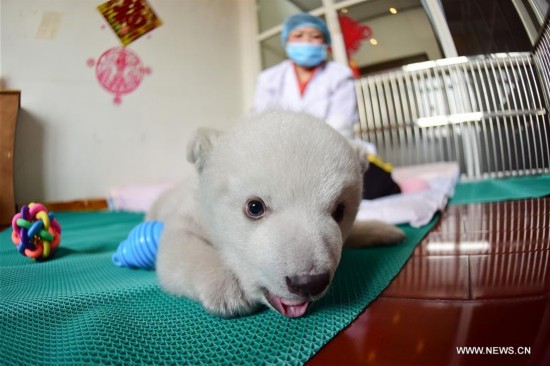 #CHINA-SHANDONG-POLAR BEAR CUB(CN)