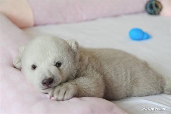 #CHINA-SHANDONG-POLAR BEAR CUB(CN)