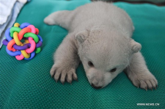 #CHINA-SHANDONG-POLAR BEAR CUB(CN)