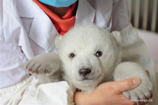 #CHINA-SHANDONG-POLAR BEAR CUB(CN)