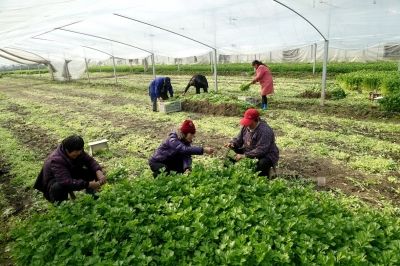 南通海安扶持特色农业 一年四季都有蔬菜上市