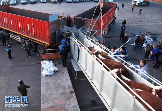 千余头澳大利亚屠宰肉牛海运抵达山东