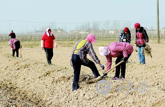 盐城大丰发展现代农业 农民栽种猕猴桃苗木