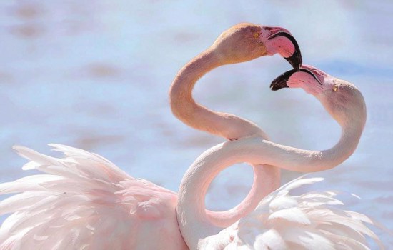 动物秀恩爱姿势太多 单身狗表示看不下去