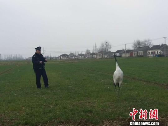 丹顶鹤因伤受困江苏盐城农田 民警出警救鹤