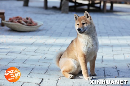 《向往的生活》萌犬小H长大 胖到黄磊何炅不敢