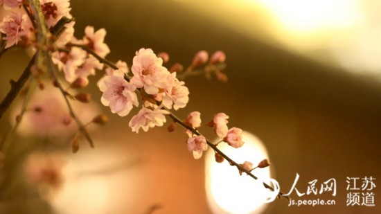 夜探盐城大丰梅花湾:暗香浮动 灯火阑珊水相映