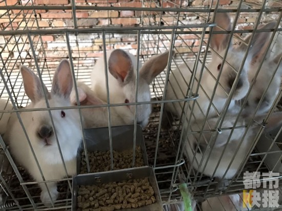 周至男子贷款两万养兔子被骗 上百只兔子在家