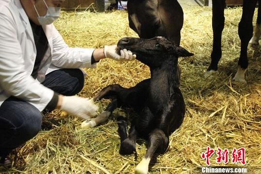 新疆古生态园诞生今年首匹汗血马 顺产仅用35