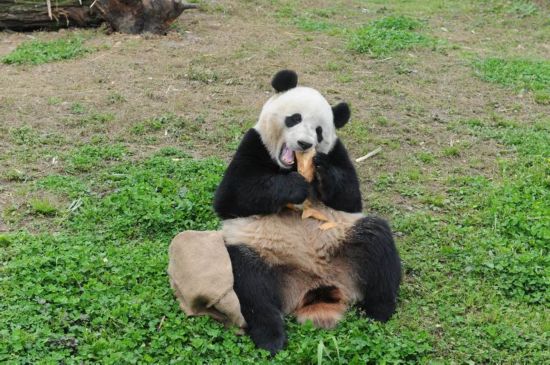 旅美大熊猫宝宝迷上啃竹笋 模样呆萌可爱(图