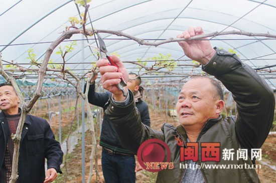 龙岩市新罗区积极引进特色产业助力贫困户脱贫