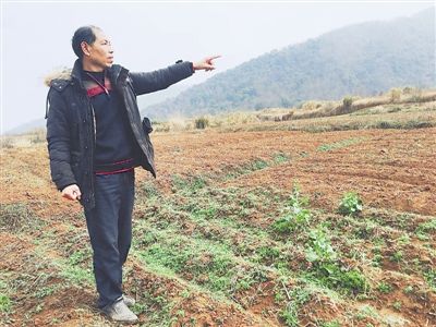 山药走俏农民扩种 问题是:种子不够