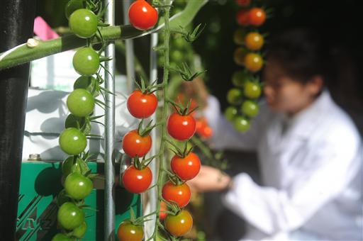 20个番茄新品种在小汤山番茄工厂化温室首次