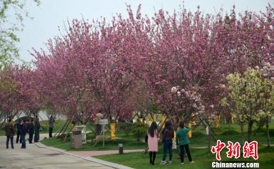 江苏盐城发出 樱花之约 全球征集诗词曲赋