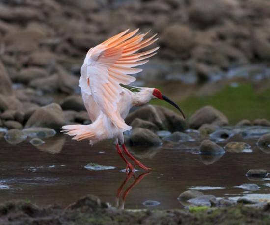 The crested ibis is also known as the 