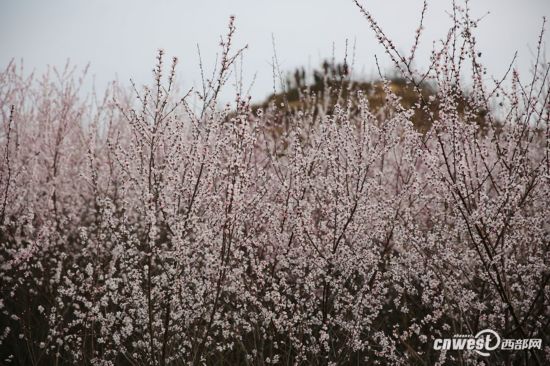 正是踏青赏花时 西安明秦王墓周围300亩山桃花盛开