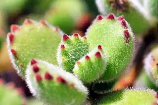 植物界的萌值担当 个个都是卖萌好手--陕西频道--人民网