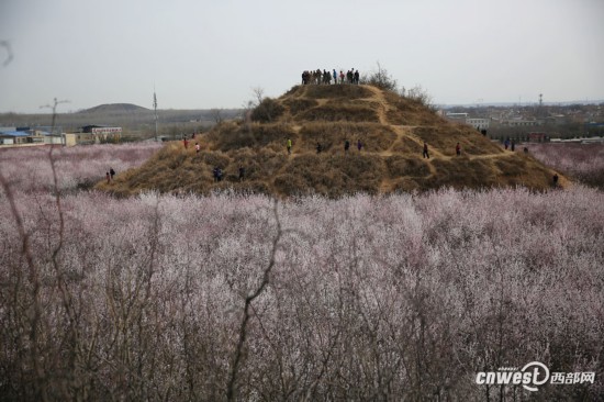 正是踏青赏花时 西安明秦王墓周围300亩山桃花盛开