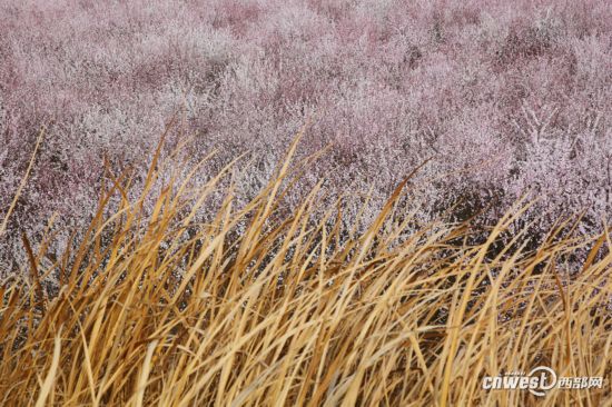 正是踏青赏花时 西安明秦王墓周围300亩山桃花盛开