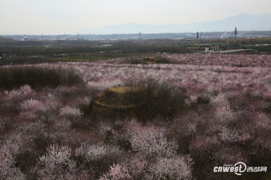 正是踏青赏花时 西安明秦王墓周围300亩山桃花盛开