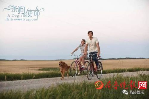 电影《一条狗的使命》剧情介绍:一条狗的四生