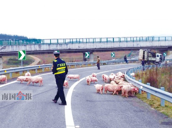 小货车侧翻无人员伤亡 50多头猪崽高速路上撒