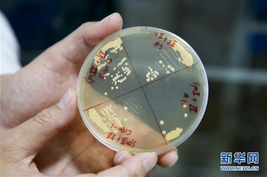 我国科学家利用化学物质合成完整活性染色体