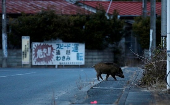 福岛核辐射隔离区野猪横行 居民已捕捉300头