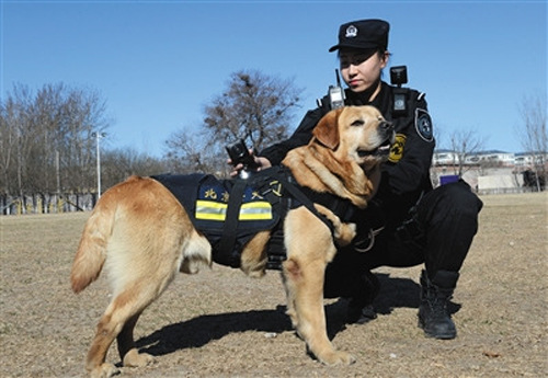 Police dog with best sale goggles