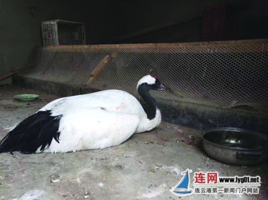 连云港盐城两地接力 将受伤丹顶鹤送往保护区