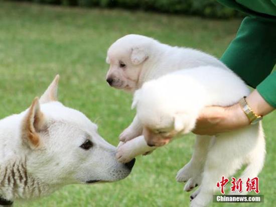 槿惠被指涉嫌虐待动物 搬离青瓦台时遗弃9只狗