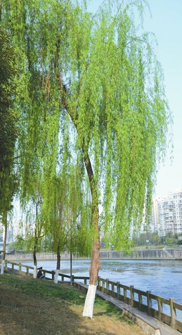 成都街头那些装点春天的行道树(图)
