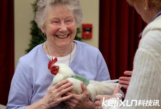 老人给鸡织毛衣好欢乐 穿上毛衣鸡生从此不同