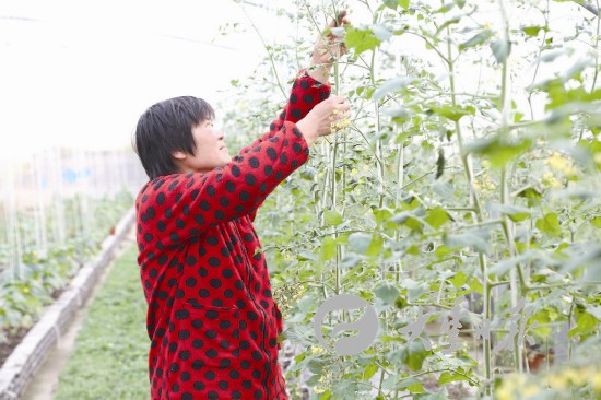 盐城大丰丰收大地有机番茄月底成熟可供采摘