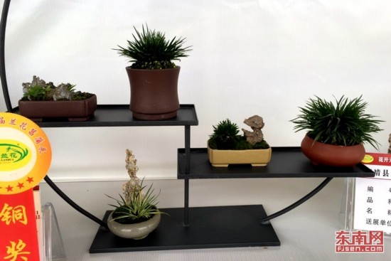 漳州南靖第八届兰花菖蒲展16日起举行 为期4天