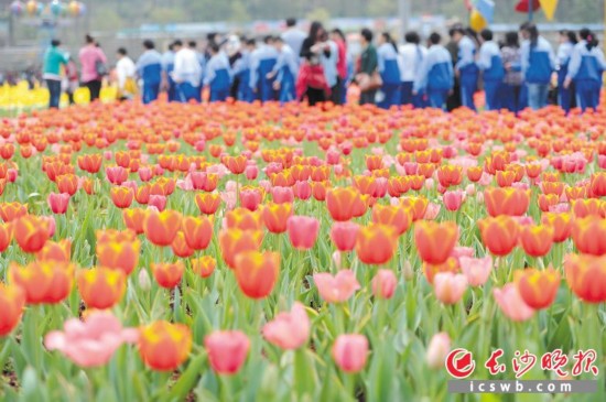 春满长沙 乐游雨花:长沙雨花区春日游玩攻略