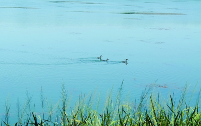 880000 wild bird arrival Beijing ugly duck, lost a net 