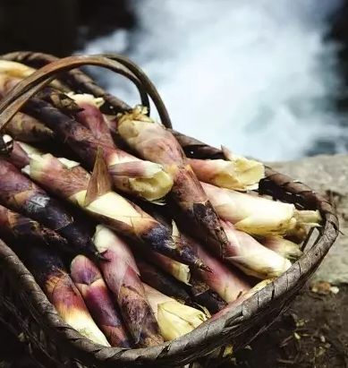清明节湖南春笋蓄势待发 最佳拍档是腊肉