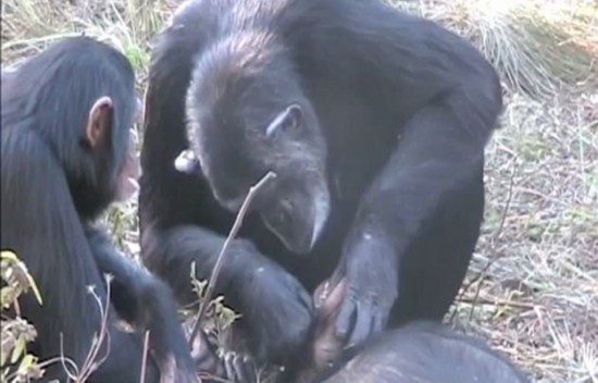 心碎一刻！赞比亚黑猩猩为死去养子清洁牙齿