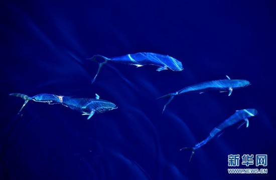 碧海扬波 鲯鳅 曼舞--南海的春天印象